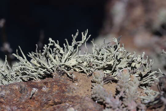 Image of niebla lichen