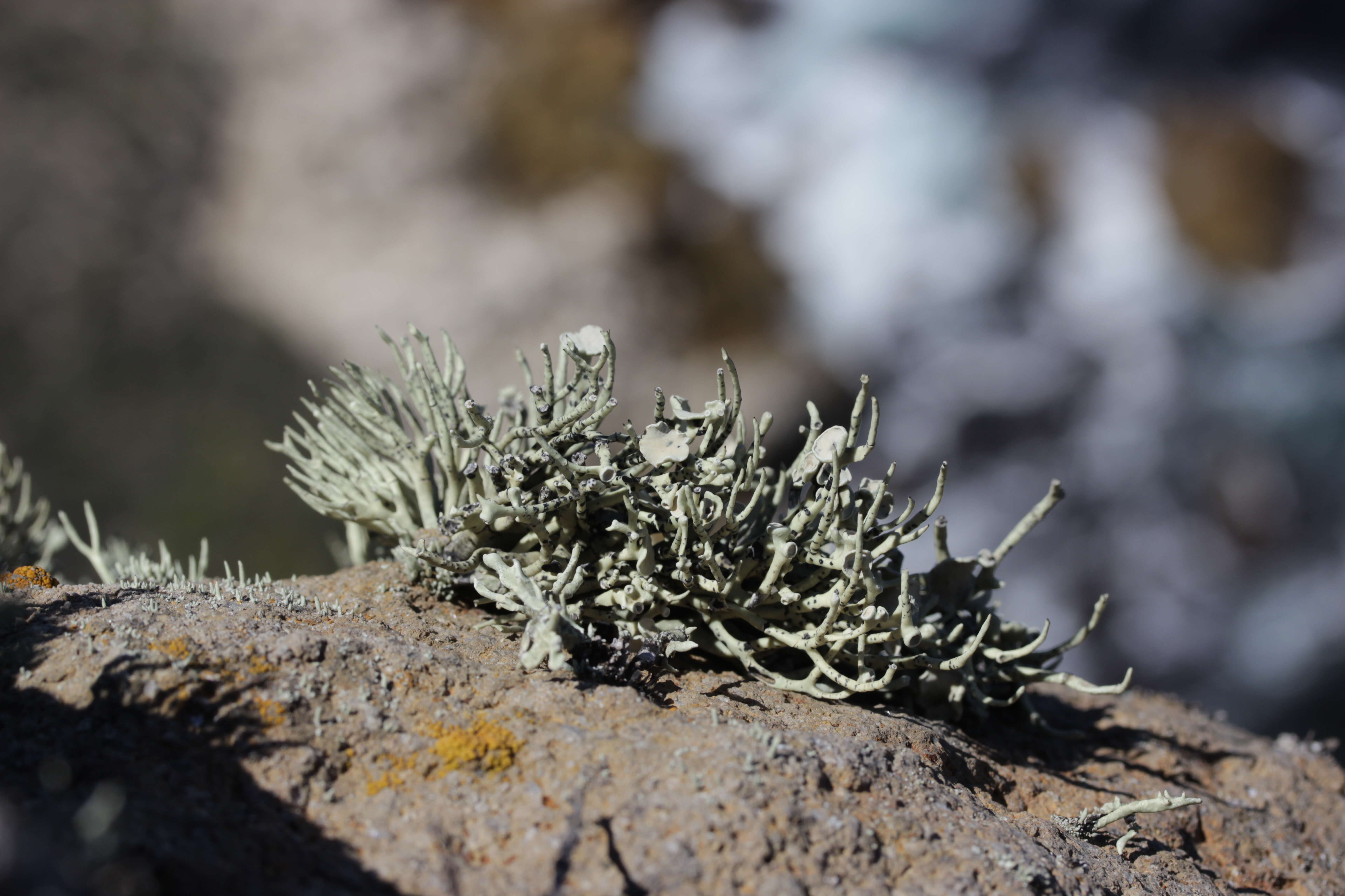 Image of niebla lichen