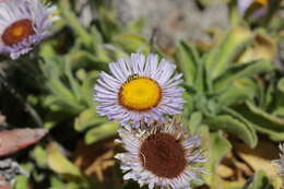 Слика од Erigeron glaucus Ker-Gawl.