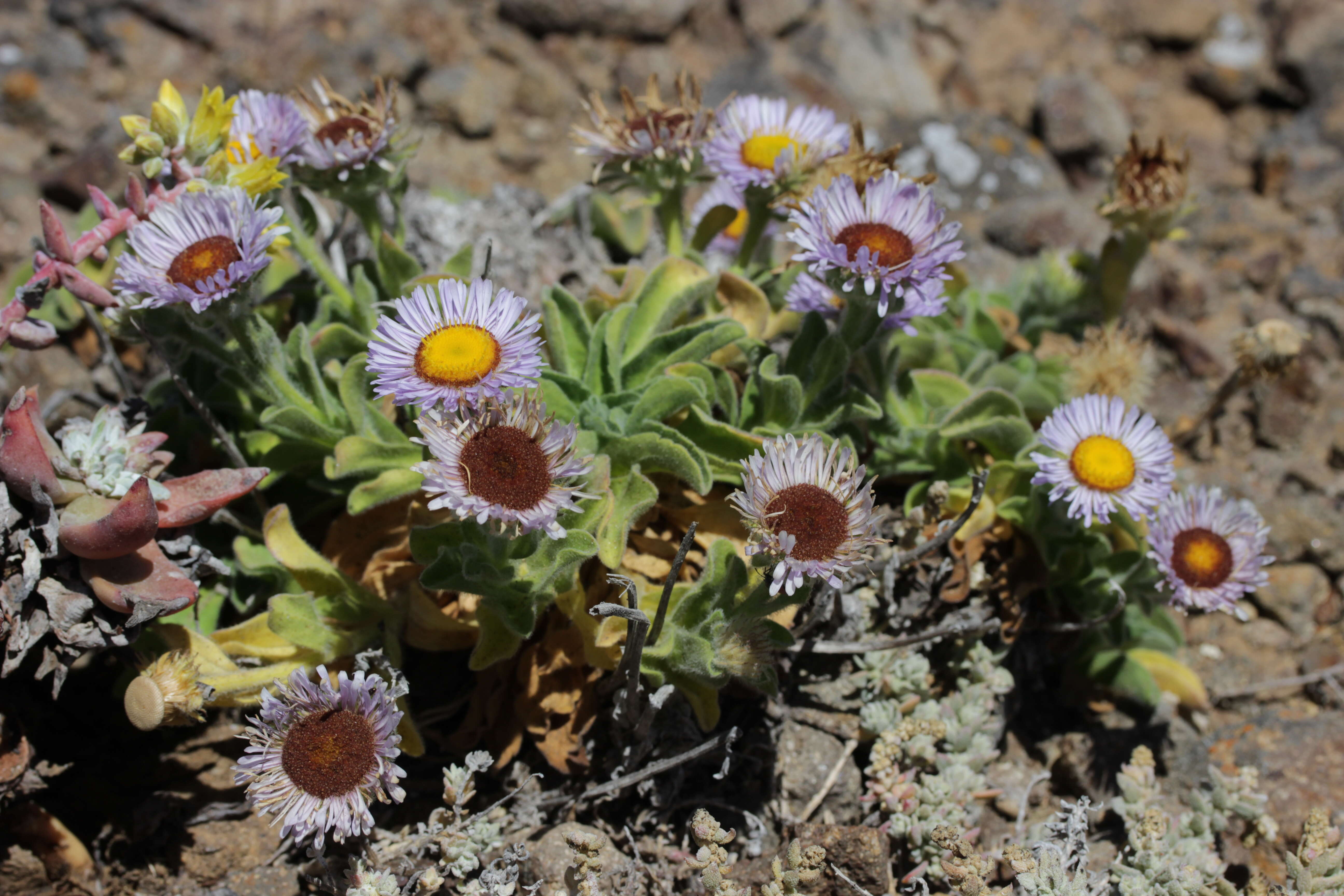 Слика од Erigeron glaucus Ker-Gawl.