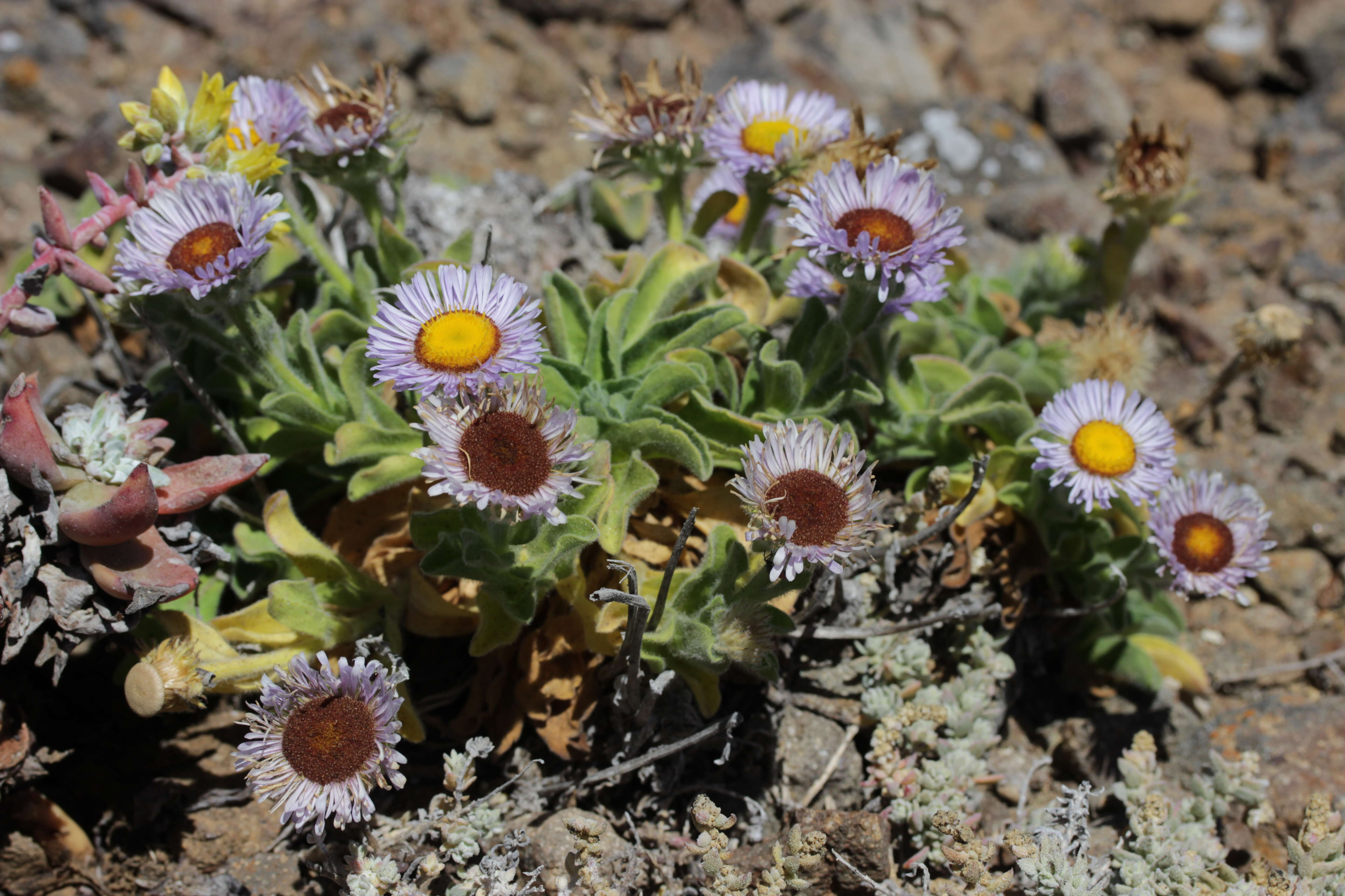 Слика од Erigeron glaucus Ker-Gawl.