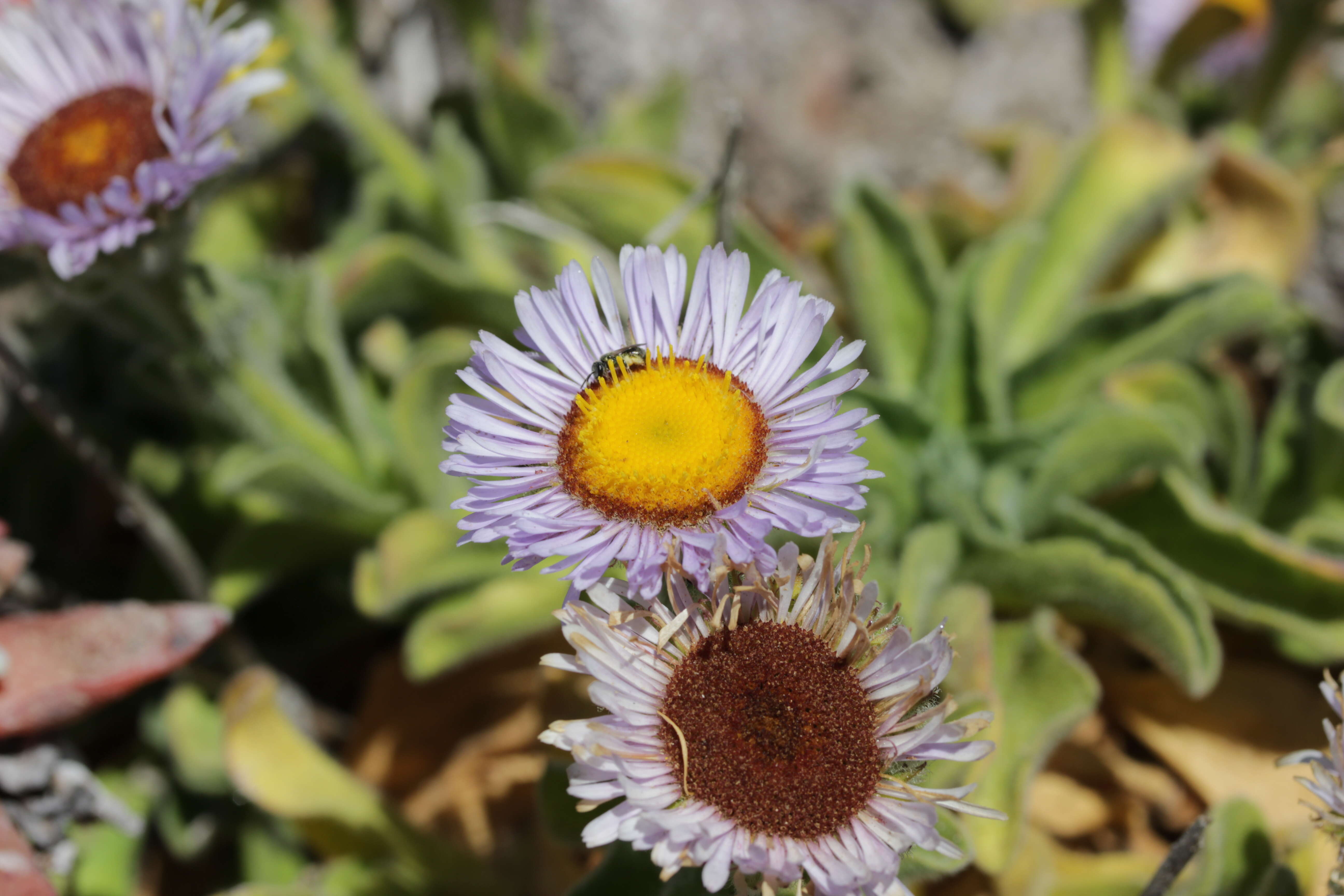 Слика од Erigeron glaucus Ker-Gawl.