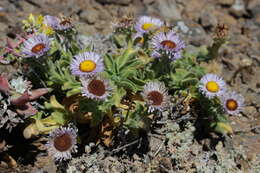 Image of seaside fleabane