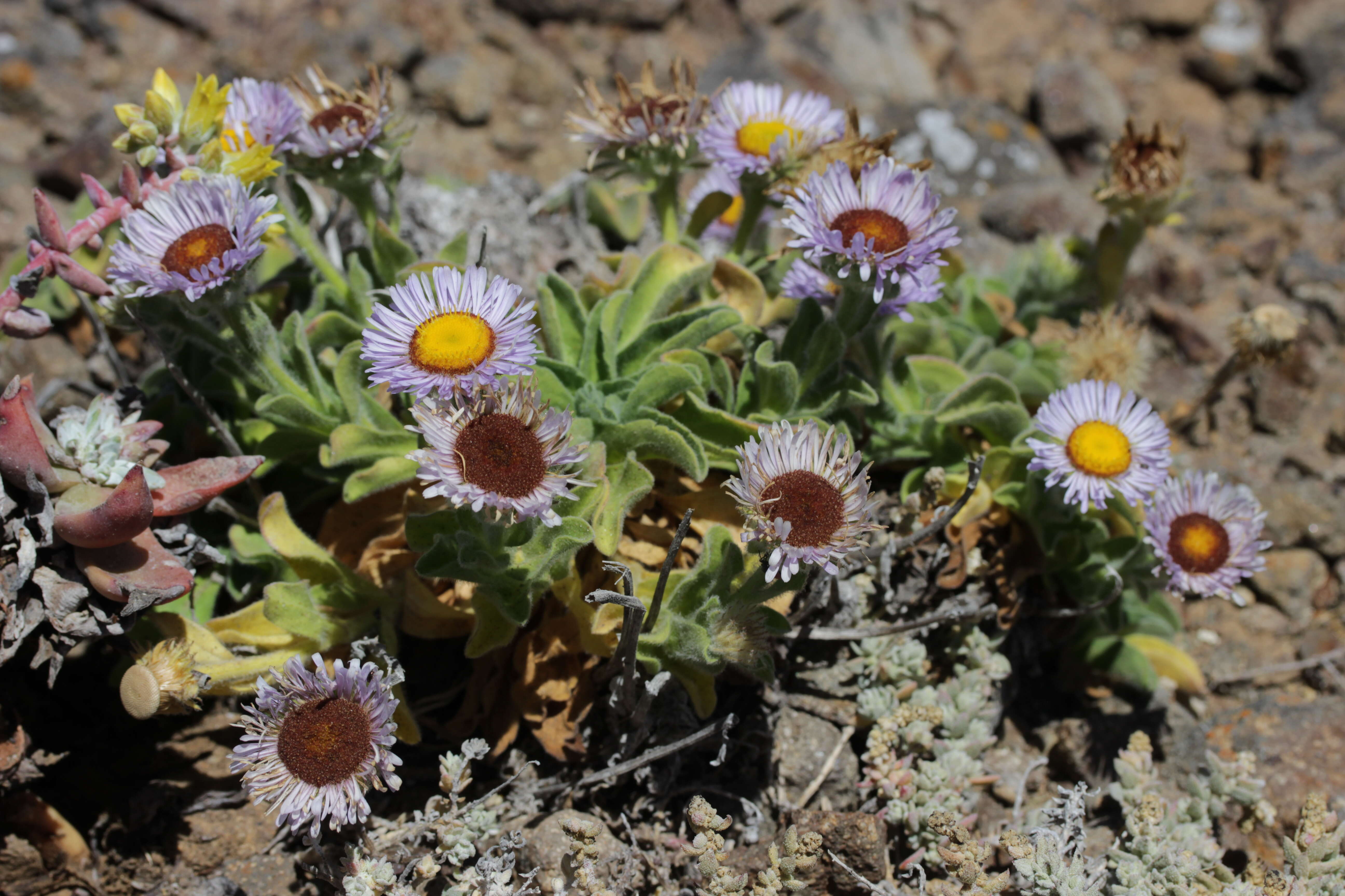 Image of seaside fleabane