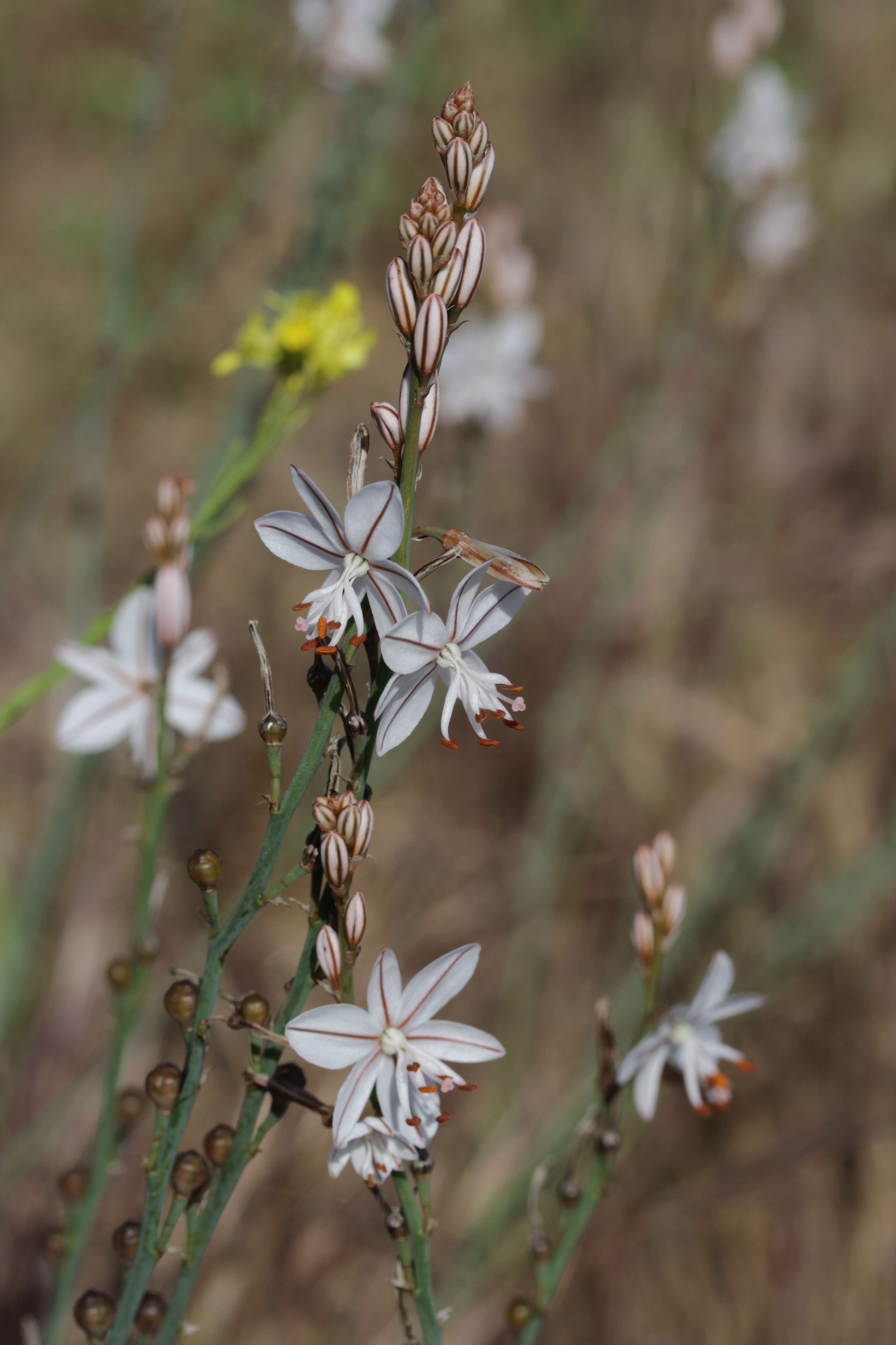 Image of onionweed