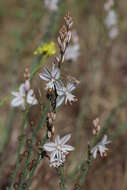 Image of onionweed