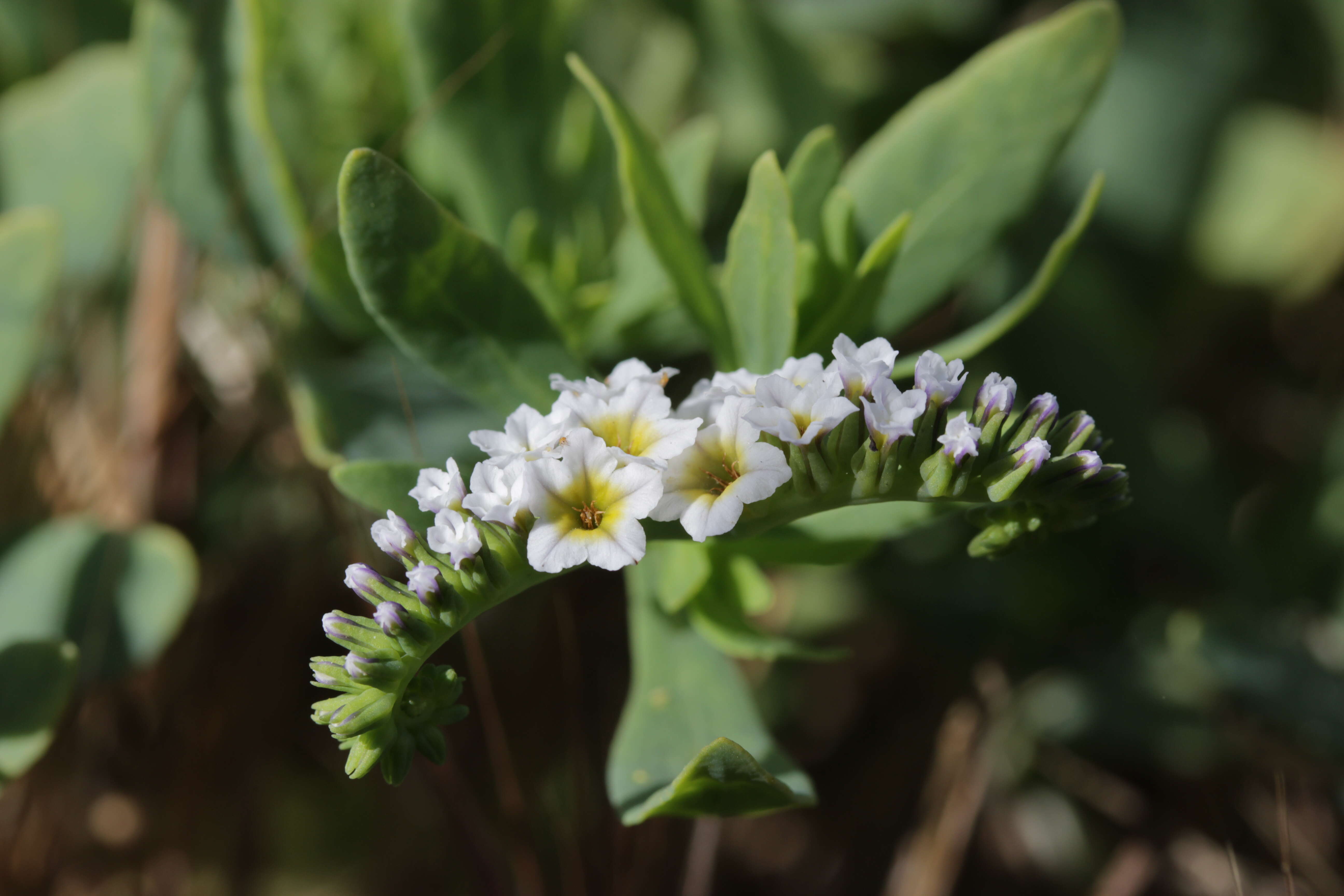 Image of salt heliotrope