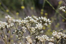 Image of ladies' tobacco