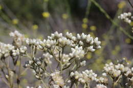 Слика од Pseudognaphalium californicum (DC.) A. A. Anderberg