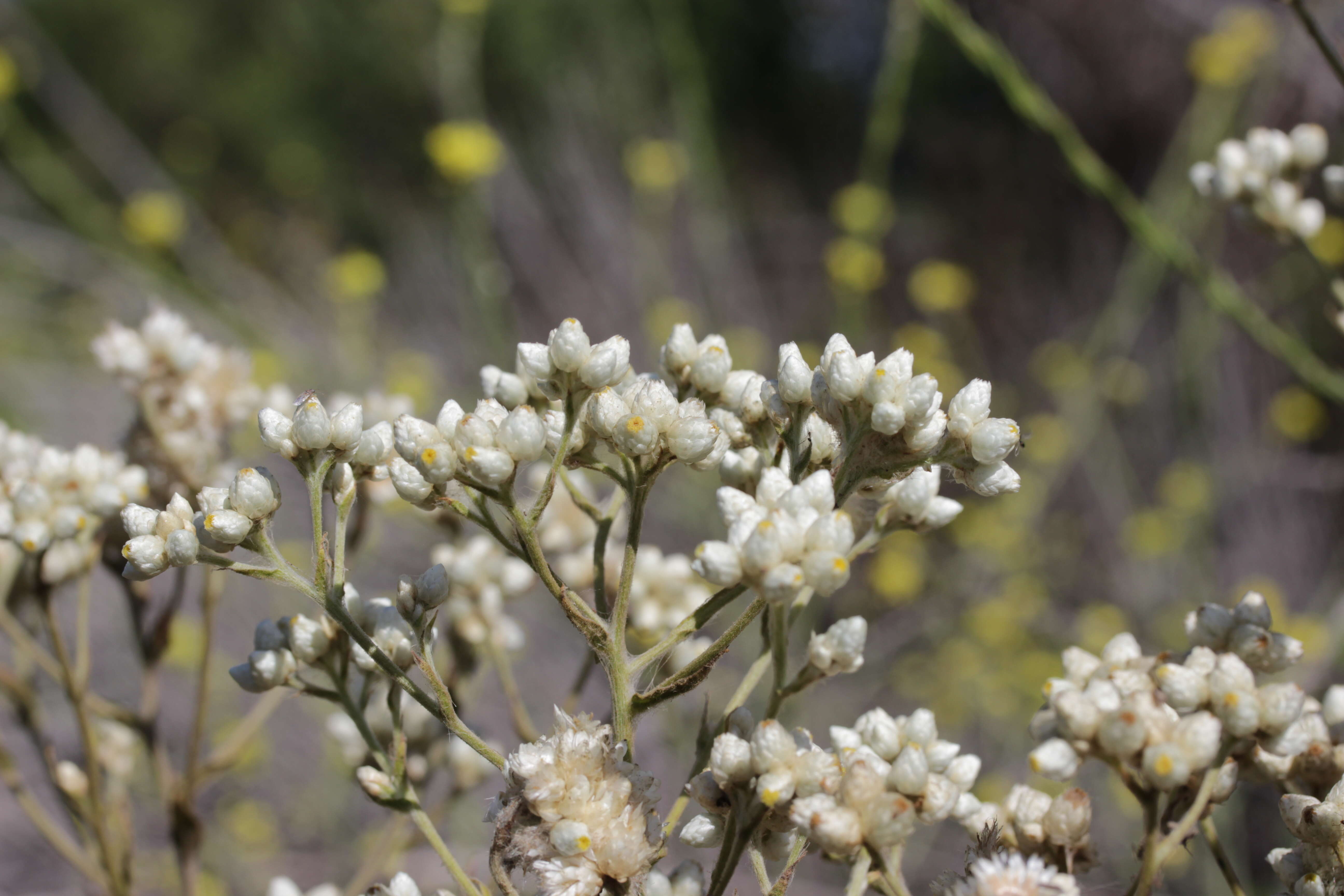 Слика од Pseudognaphalium californicum (DC.) A. A. Anderberg