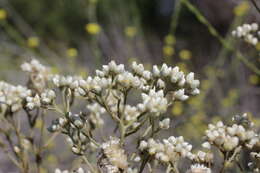 Слика од Pseudognaphalium californicum (DC.) A. A. Anderberg