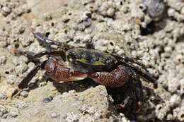 Image of striped shore crab