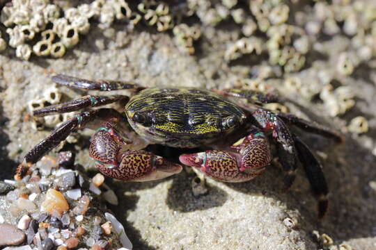 Imagem de Pachygrapsus crassipes Randall 1840