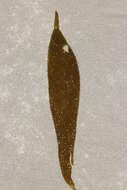 Image of Macrocystis