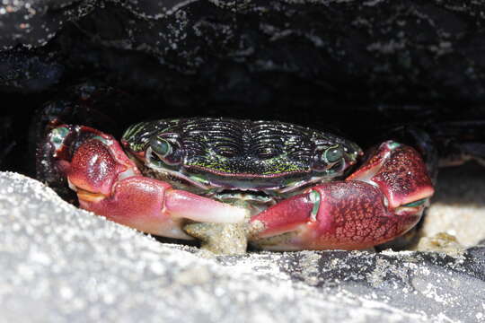 Image of striped shore crab