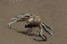 Image of Sheep crab