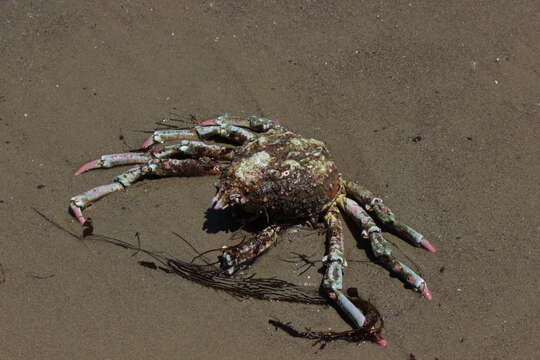 Image of Sheep crab