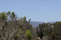 Image of Western Bluebird