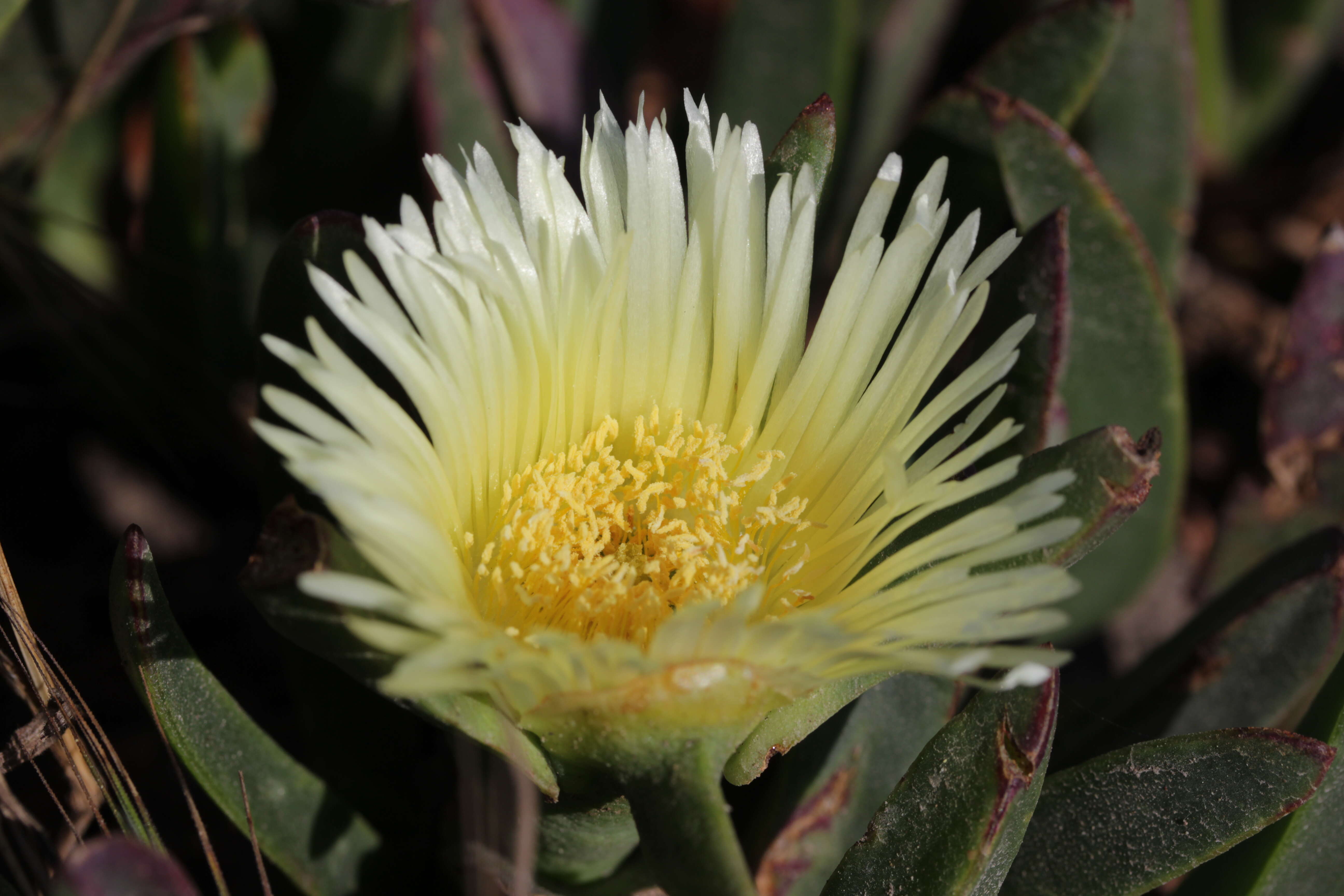 Imagem de Carpobrotus edulis (L.) N. E. Br.