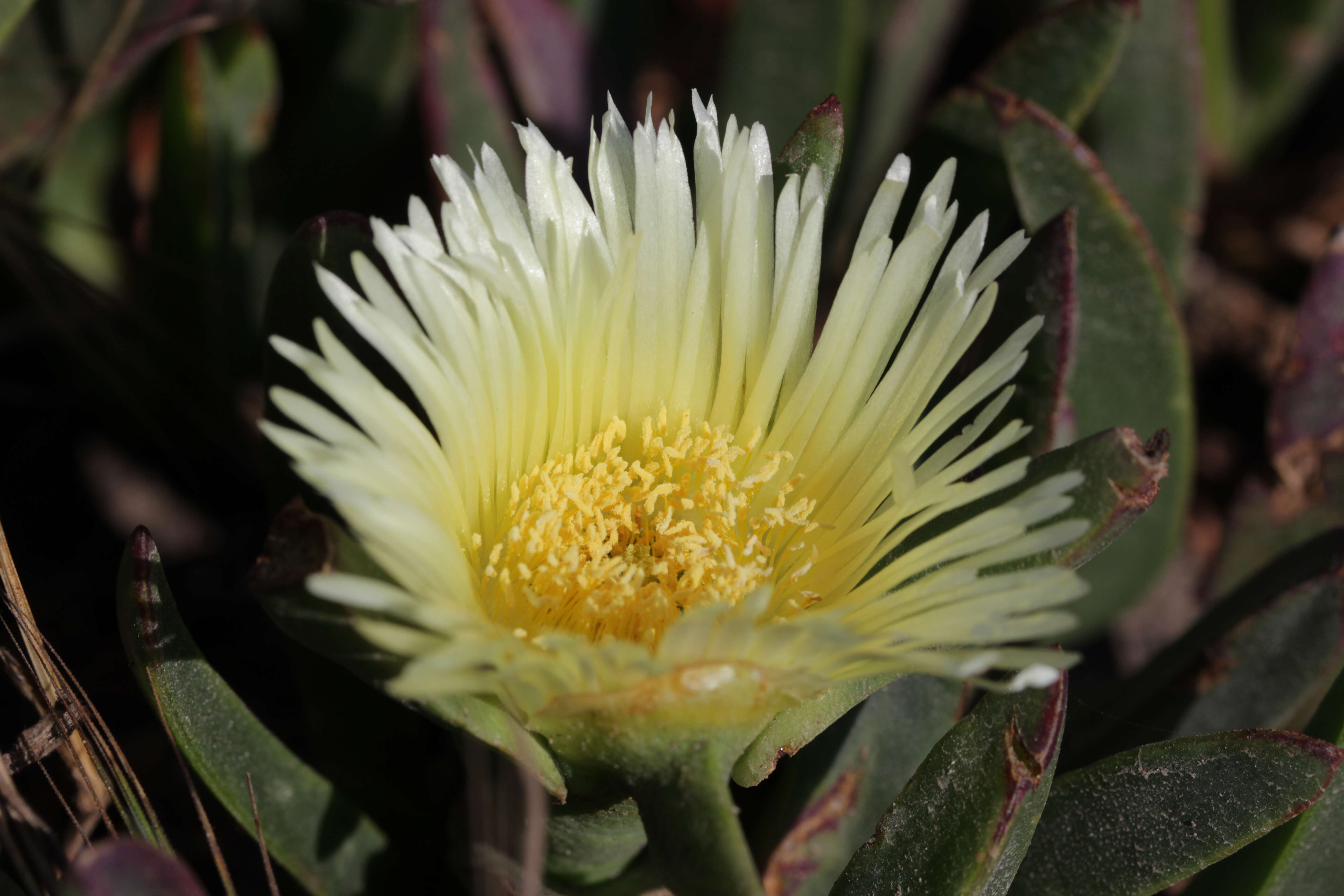 Image of hottentot fig