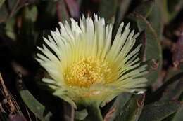 Image of hottentot fig