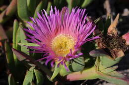 Image of Carpobrotus acinaciformis (L.) L. Bol.