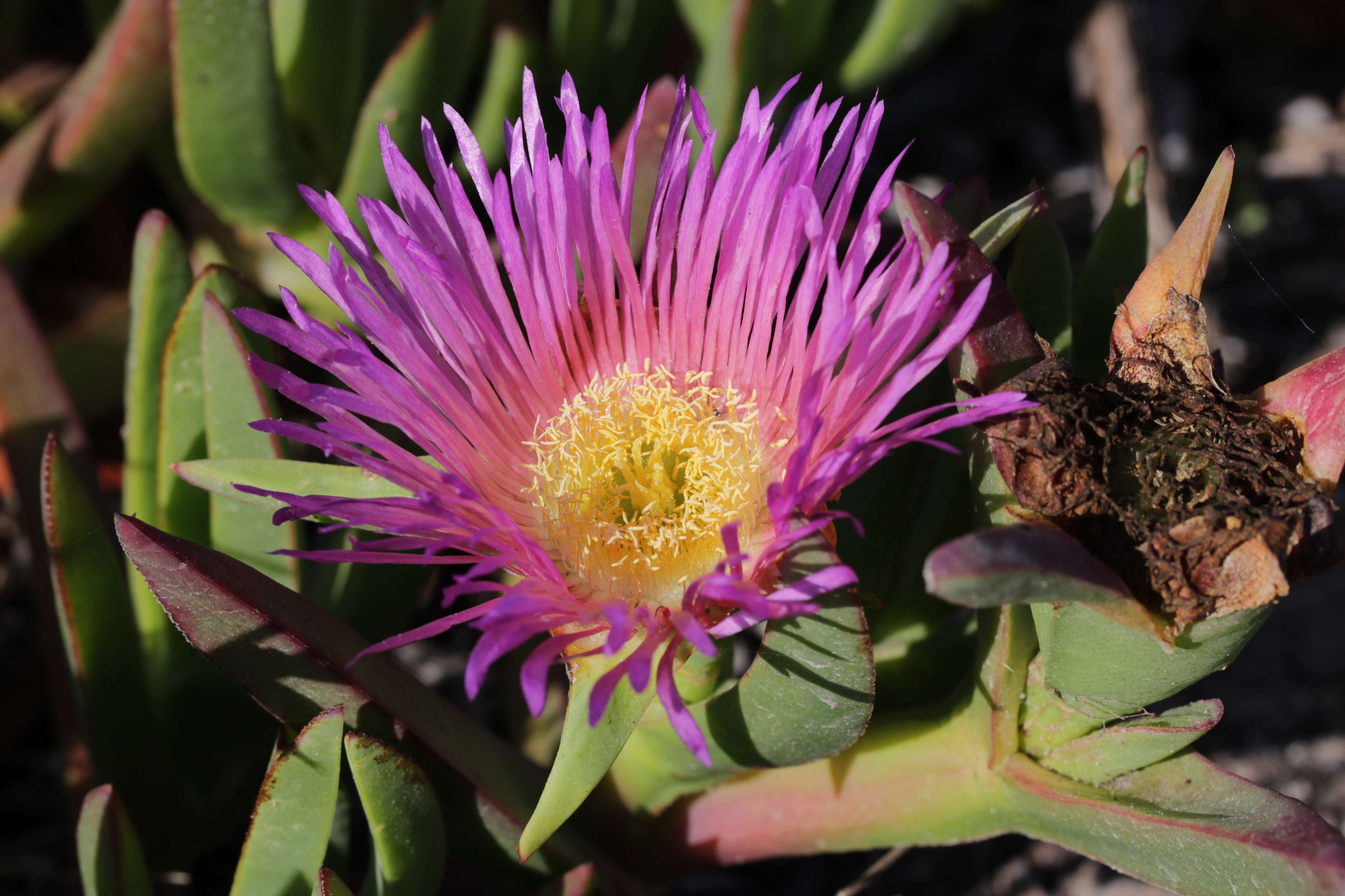 Image of Carpobrotus acinaciformis (L.) L. Bol.