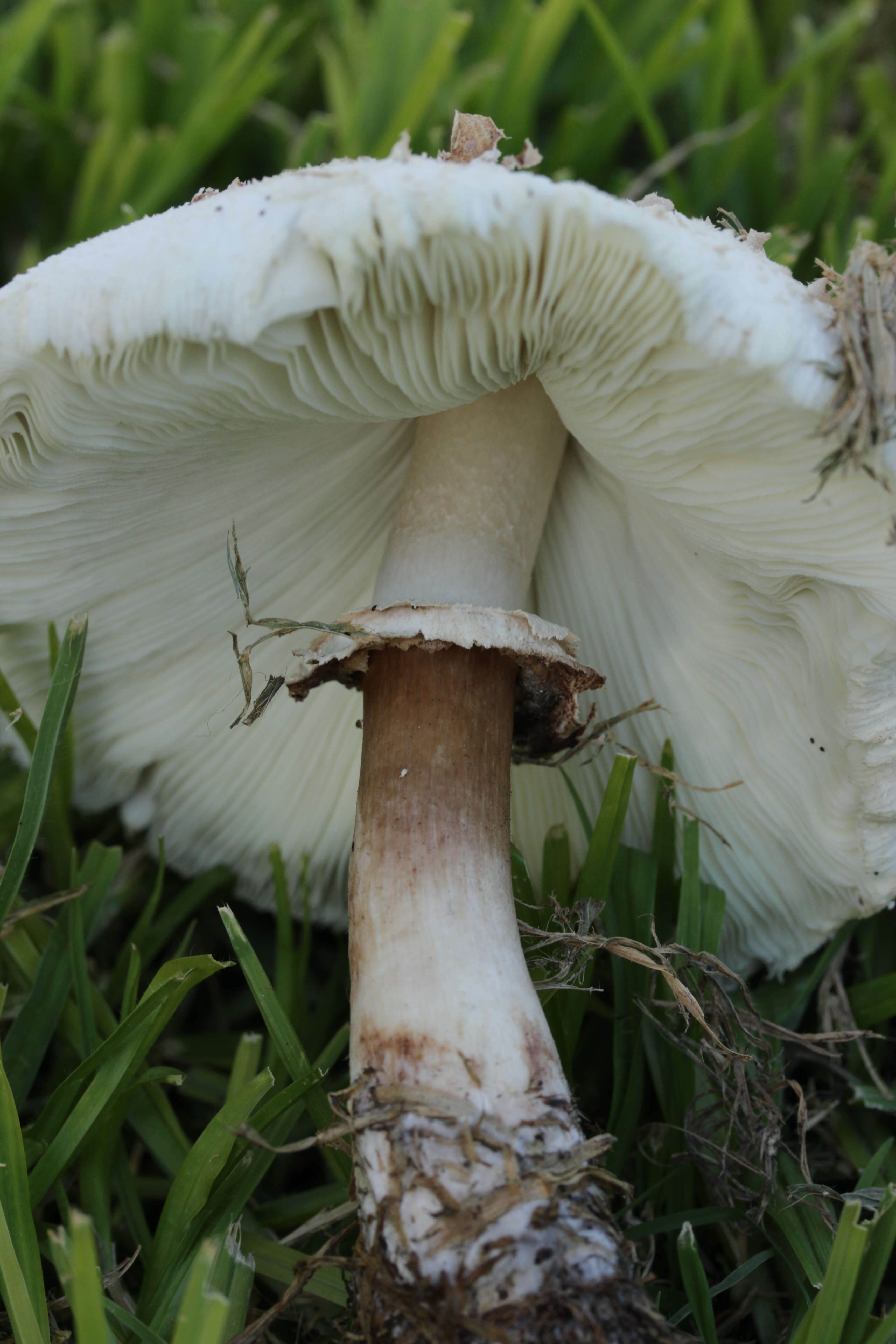 Image of Green-spored parasol