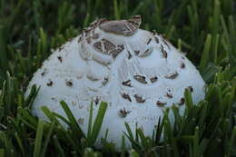 Image of Green-spored parasol