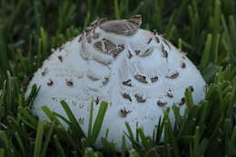 Plancia ëd Chlorophyllum molybdites (G. Mey.) Massee ex P. Syd. 1900