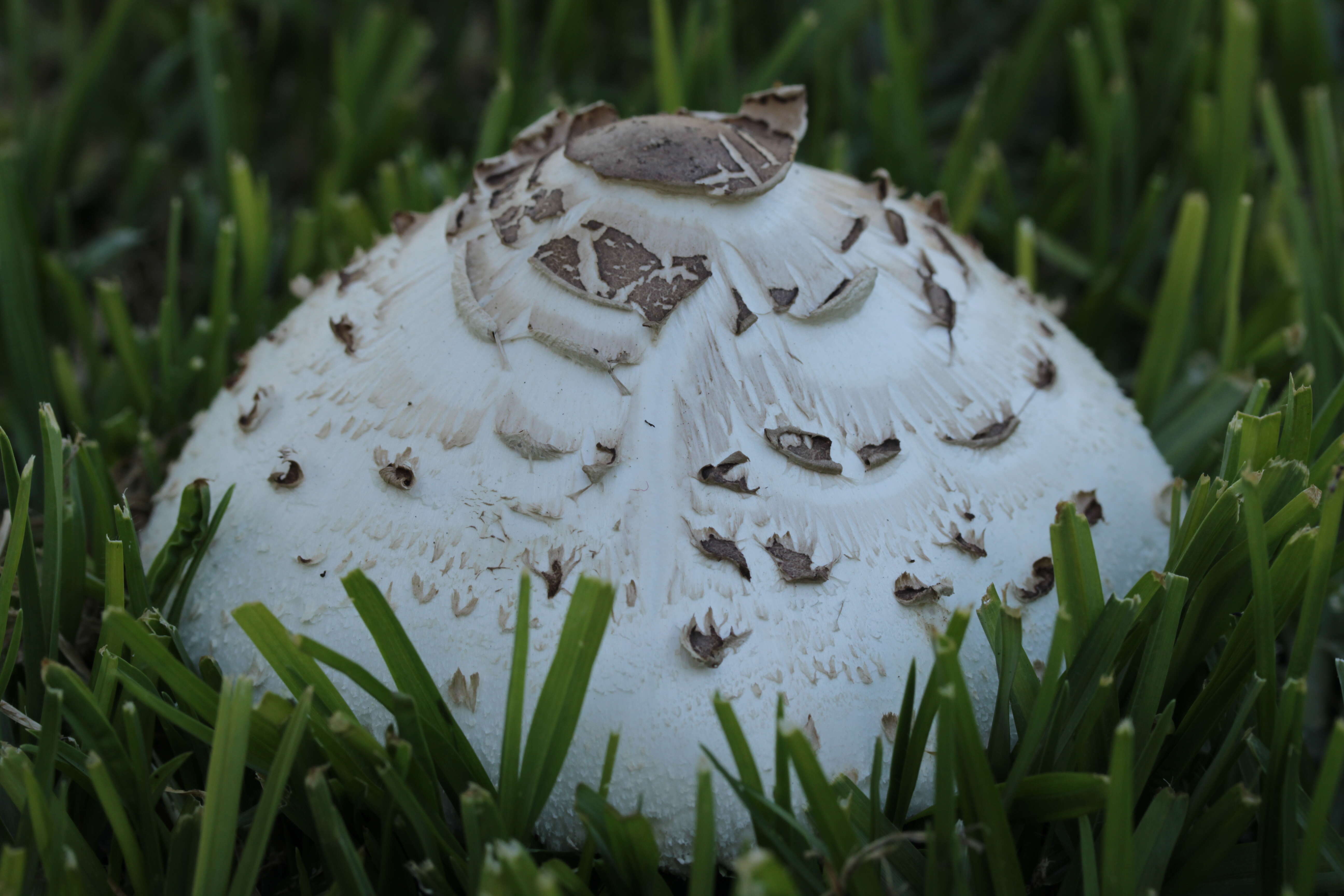 Image of Green-spored parasol