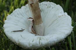 Image of Green-spored parasol