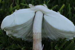 Image of Green-spored parasol