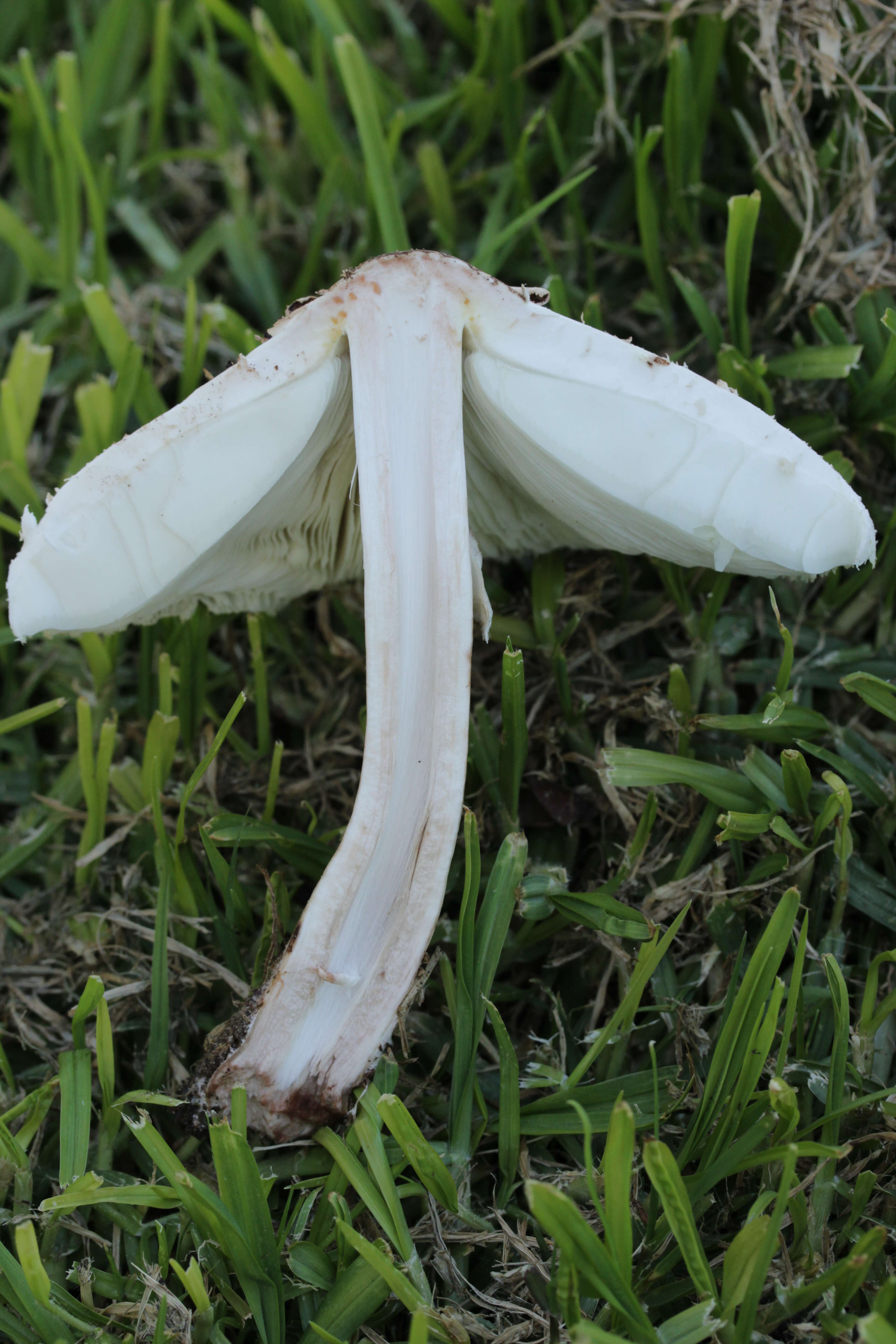 Plancia ëd Chlorophyllum molybdites (G. Mey.) Massee ex P. Syd. 1900