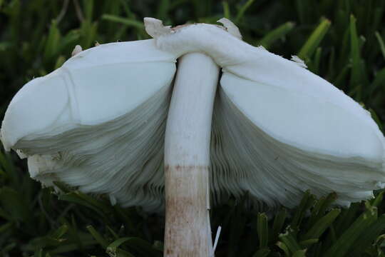 Plancia ëd Chlorophyllum molybdites (G. Mey.) Massee ex P. Syd. 1900