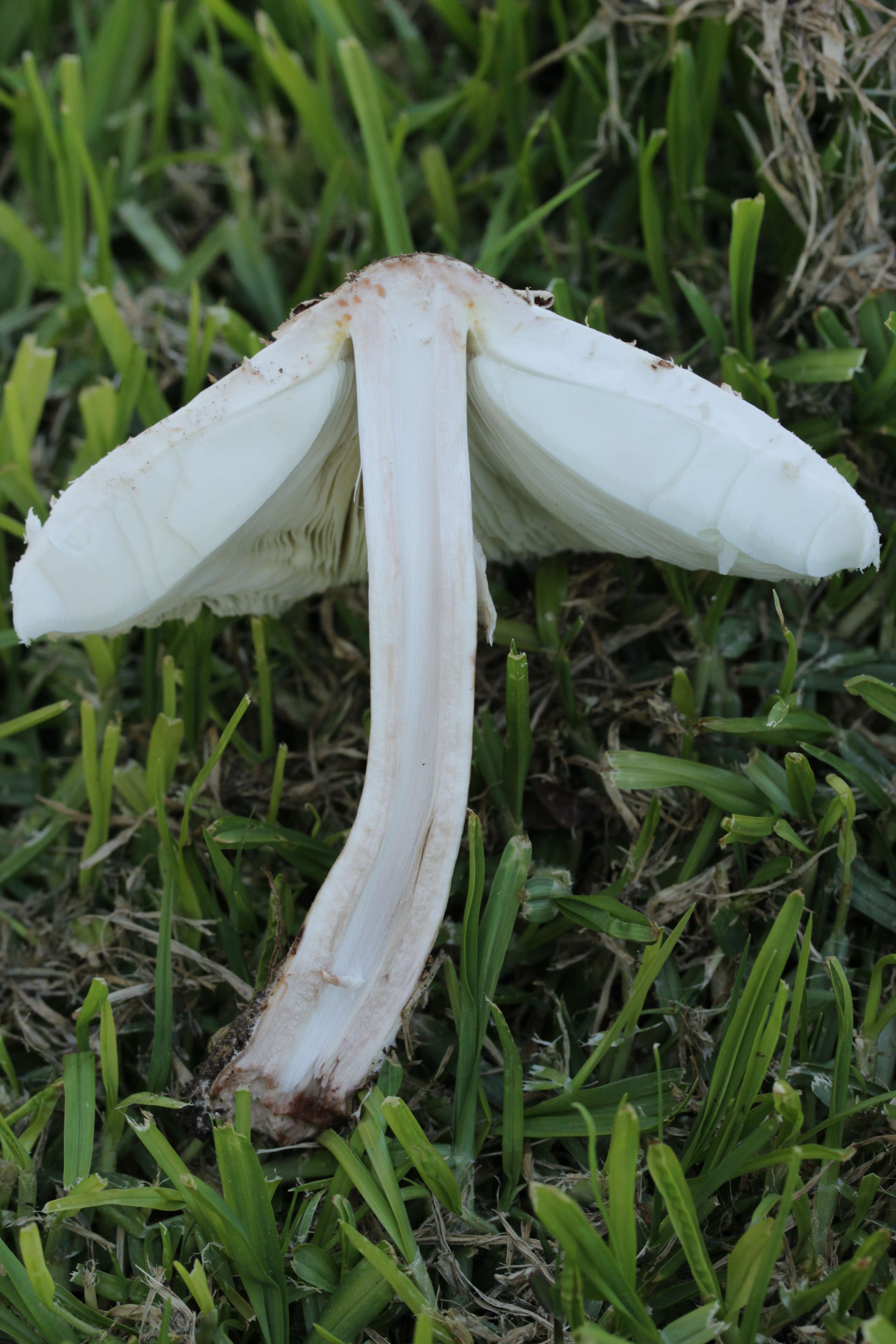 Image of Green-spored parasol