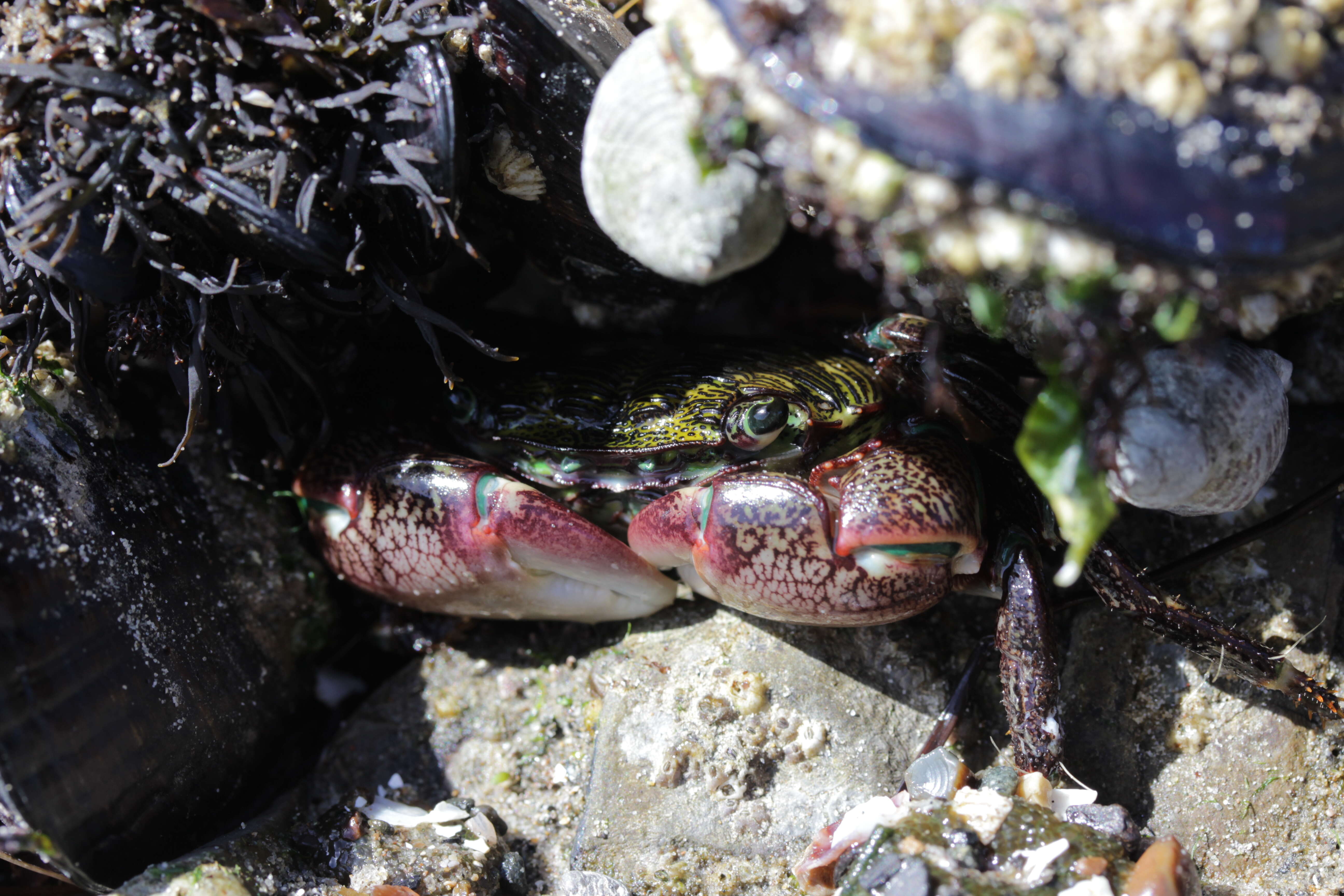 Image of striped shore crab