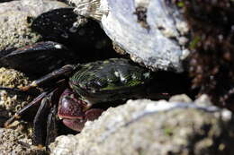 Image of striped shore crab