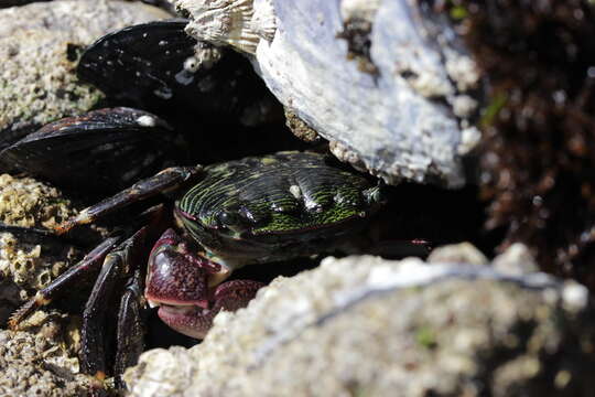 Image of striped shore crab