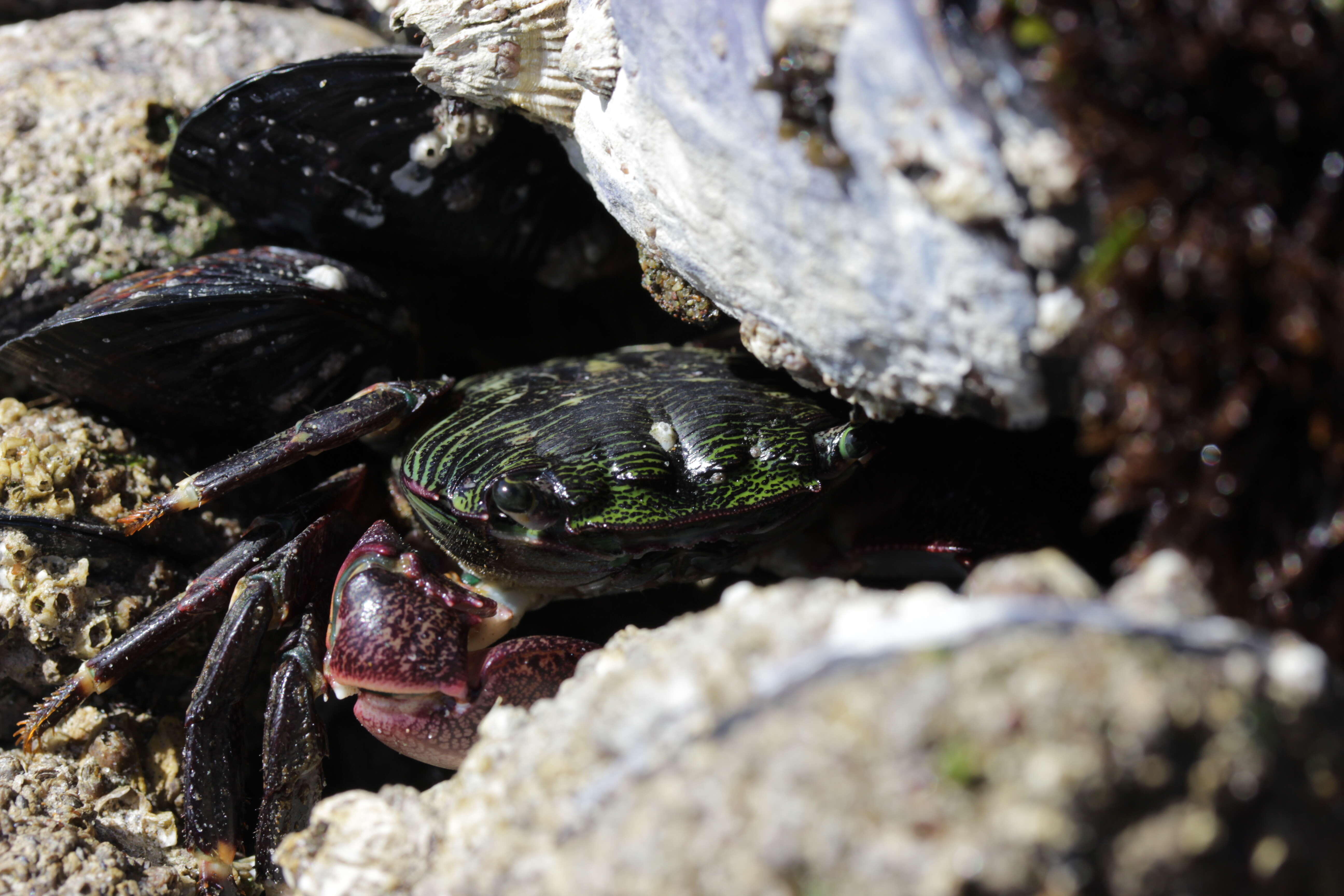 Image of striped shore crab