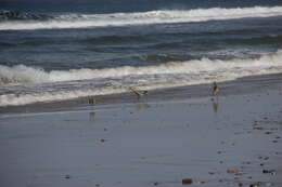 Image of Long-billed Curlew