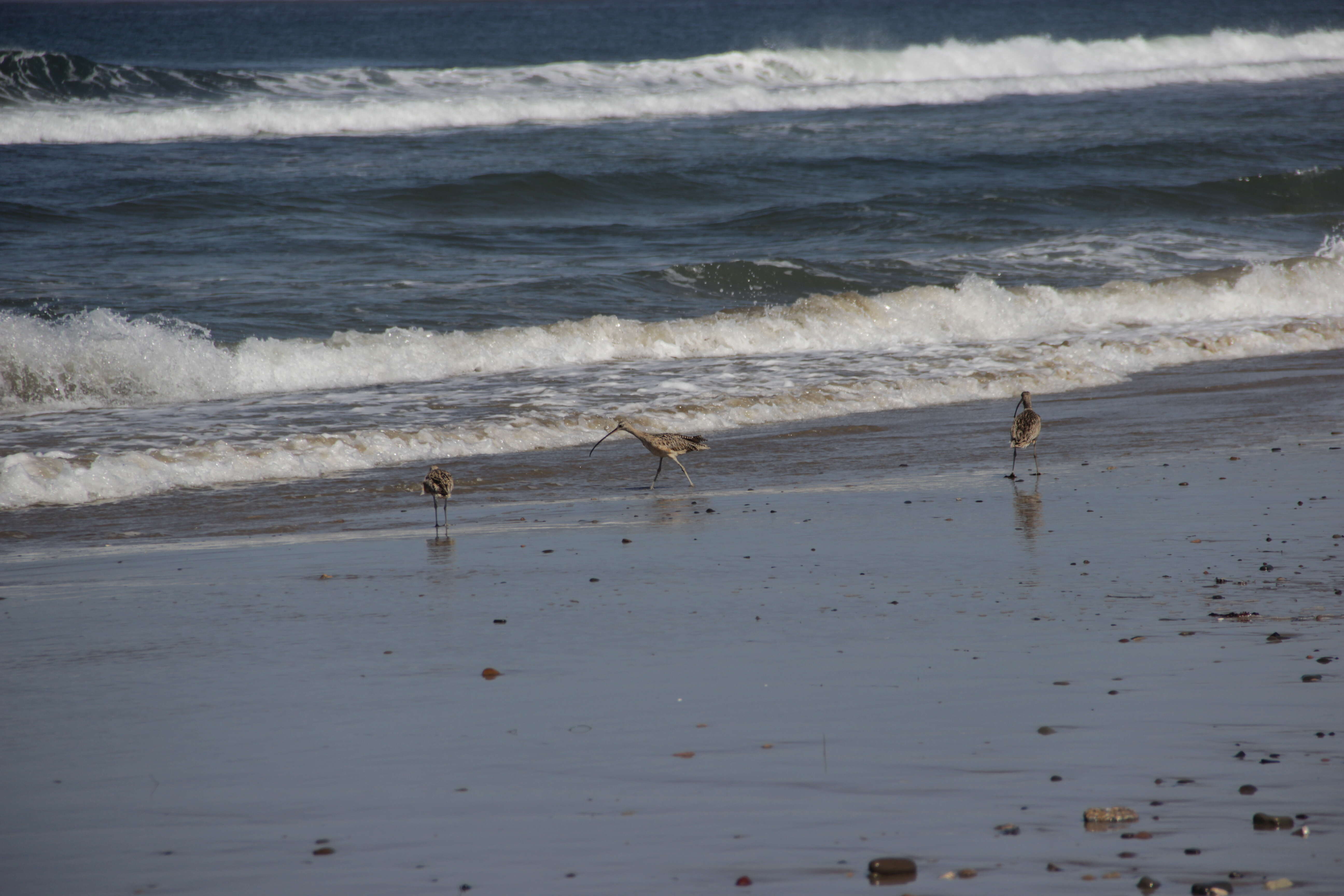 Image of Long-billed Curlew