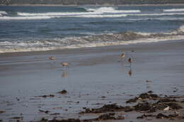 Image of Long-billed Curlew