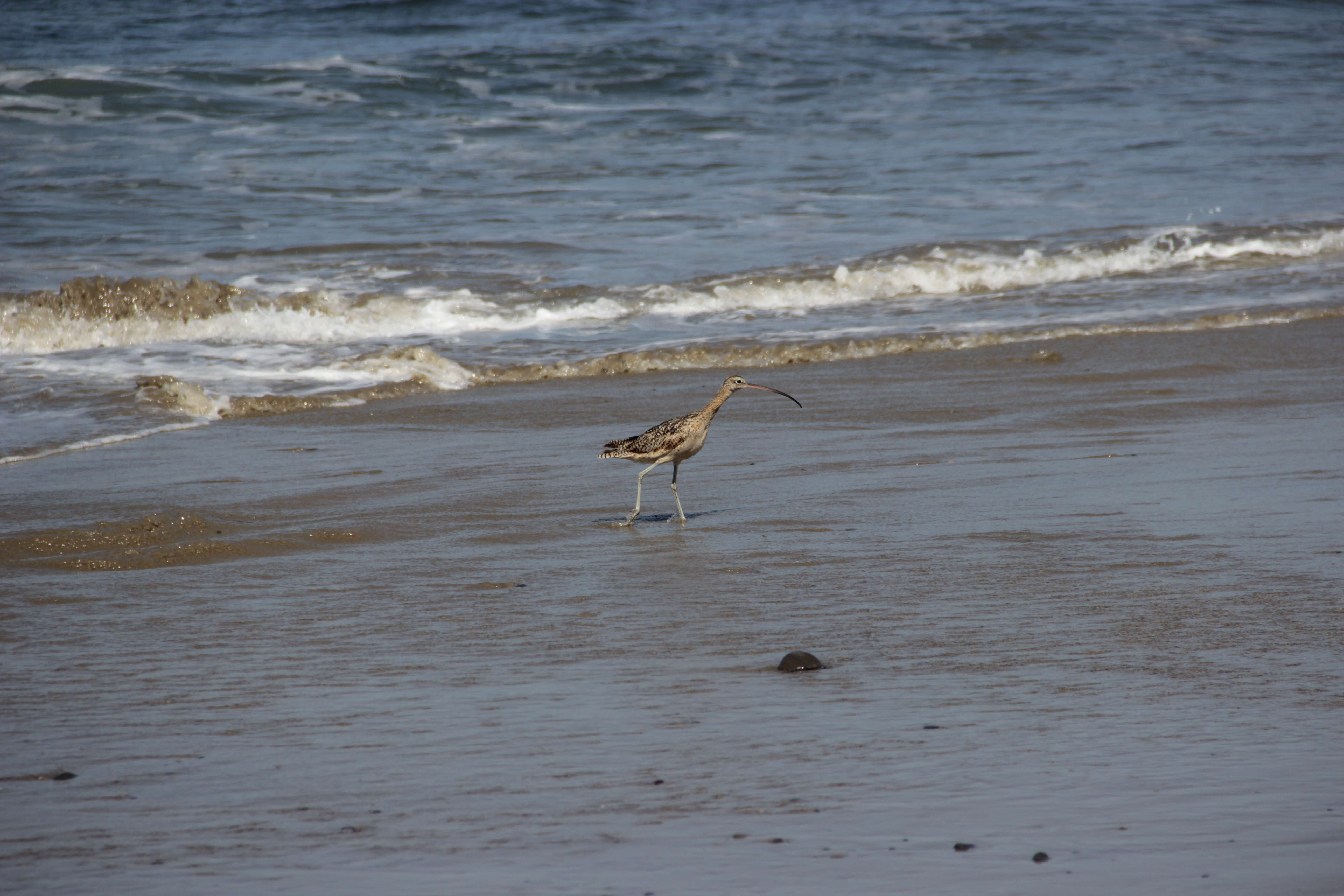 Image of Long-billed Curlew