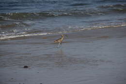 Image of Long-billed Curlew