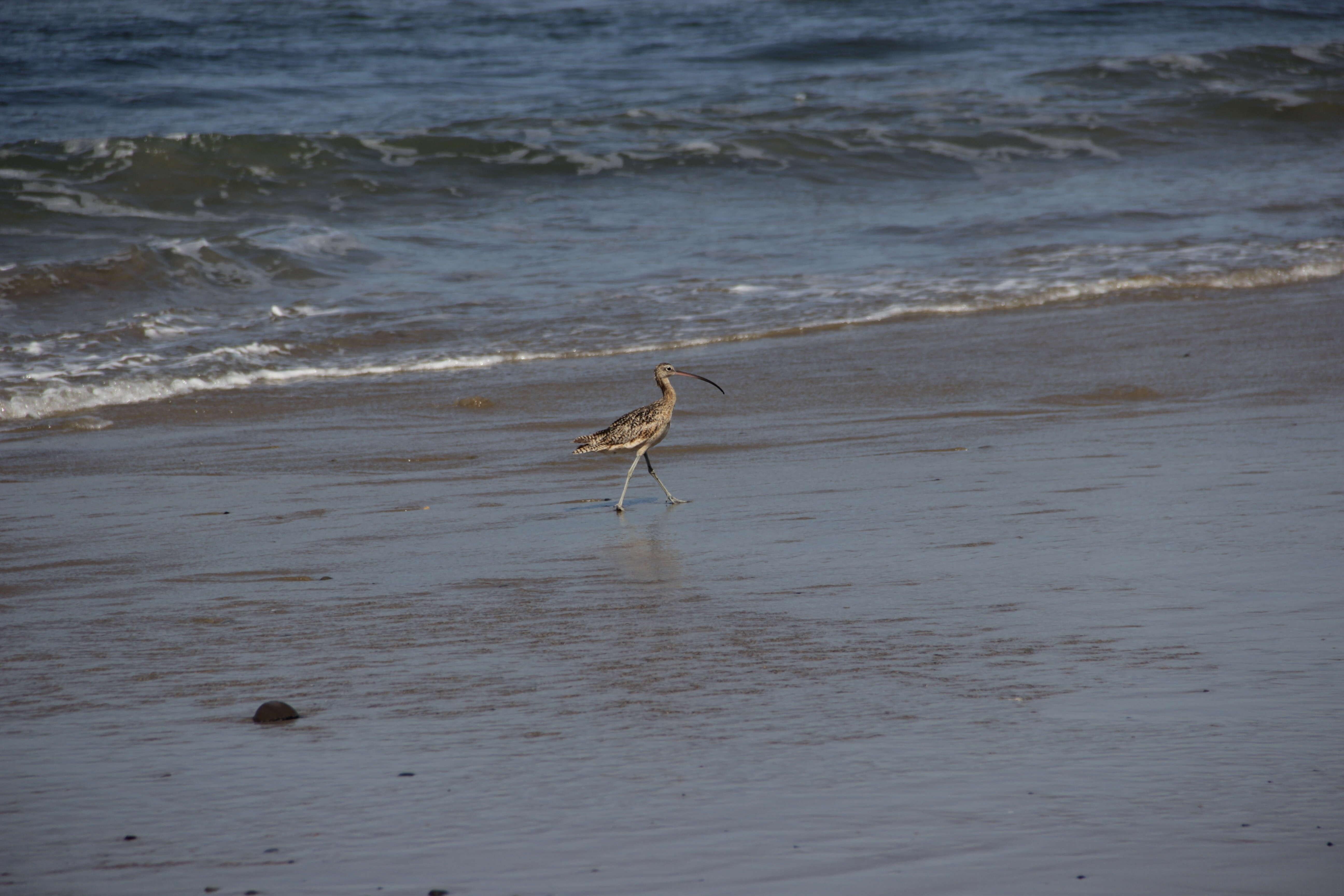 Image of Long-billed Curlew