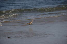 Image of Long-billed Curlew