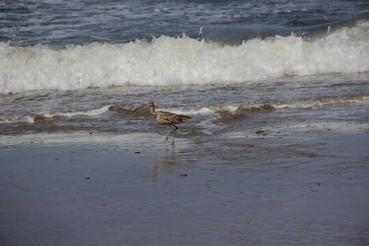 Image of Long-billed Curlew