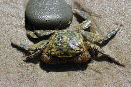 Image of striped shore crab