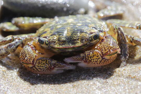 Image of striped shore crab